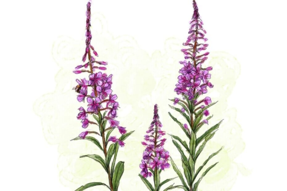 Fireweed tea
