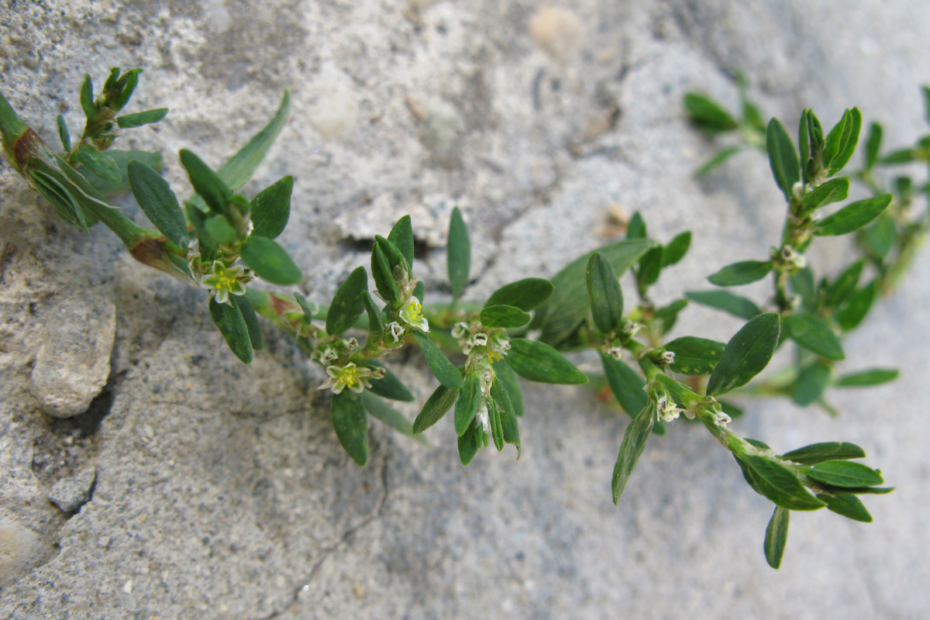 Knotgrass tea