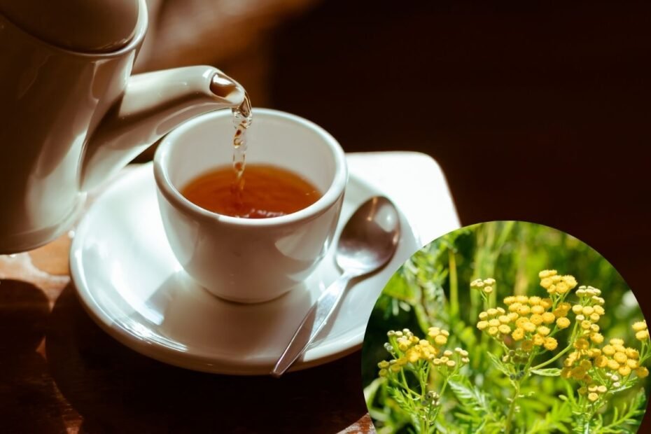 Tansy tea