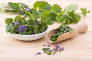 Ground ivy tea